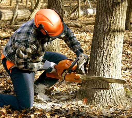 Tree Removal in Mount Vernon, IA